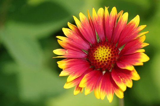 毛毯gaillardia aristata
