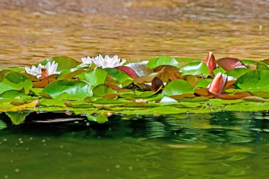 出水芙蓉