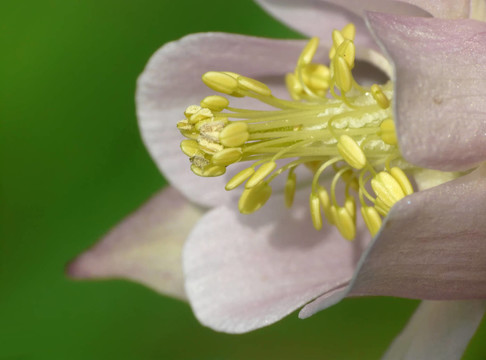 耬斗菜耬斗菜