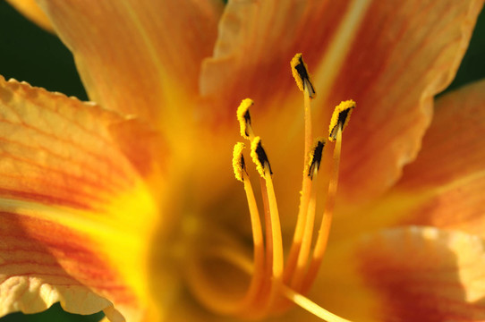 黃花菜，黃花菜