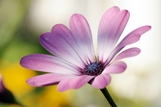 陽臺(tái)上的花