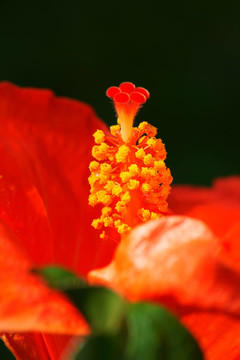 陽臺上的花