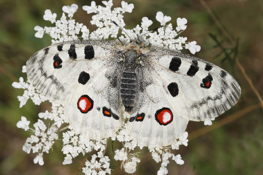 apollofalter