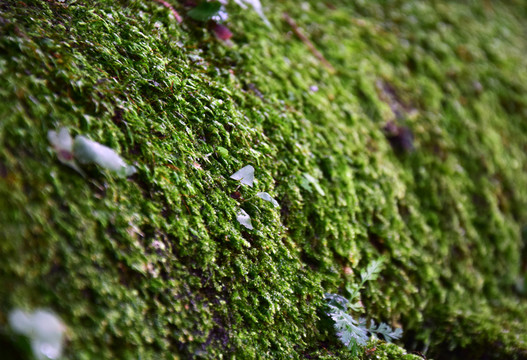 綠色苔蘚微距攝影圖