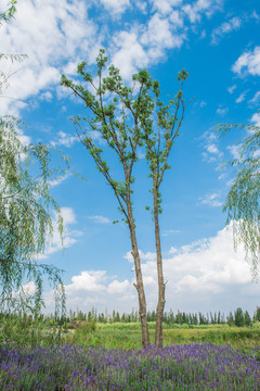 公園園林