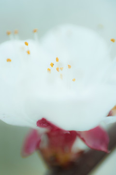 櫻花