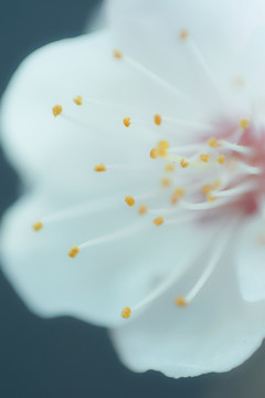 櫻花