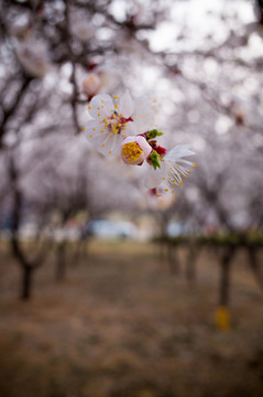 櫻花