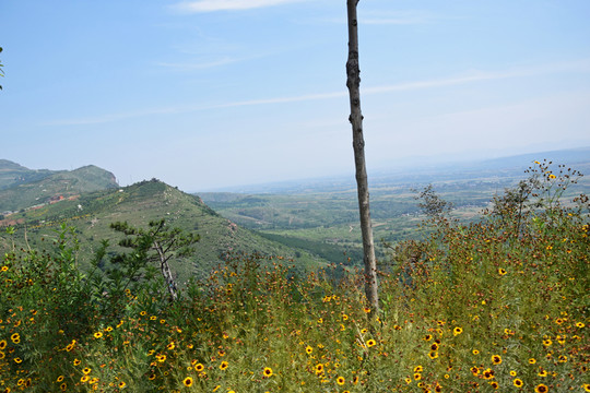 山頂的花叢和遠山