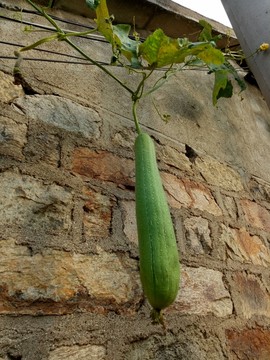 絲瓜 蔬菜