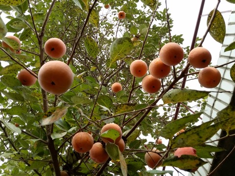 成熟柿子 柿子樹