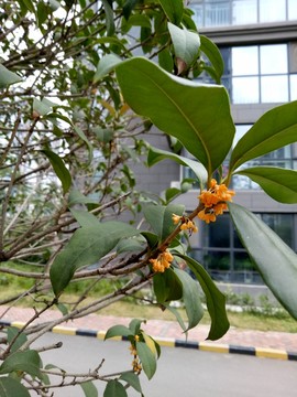 桂花樹
