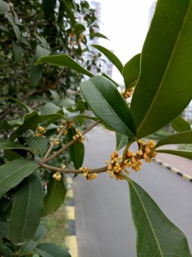 桂花樹