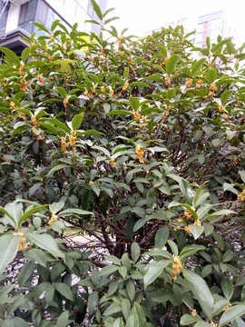 桂花樹