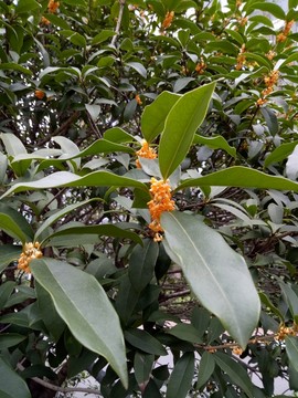 桂花樹(shù)