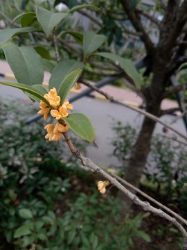 桂花
