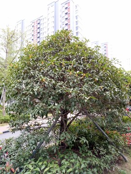 桂花樹 丹桂飄香