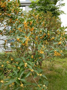 桂花樹