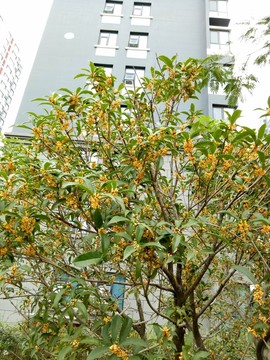 桂花樹
