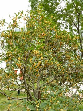 桂花樹