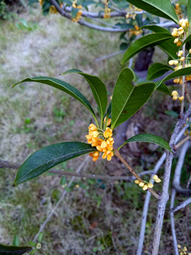 桂花樹 丹桂飄香