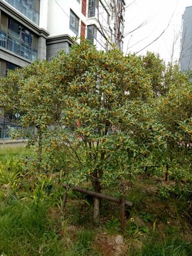 桂花樹
