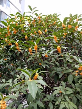 桂花樹