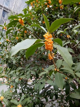 桂花樹