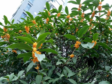 桂花樹