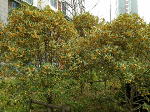 桂花樹