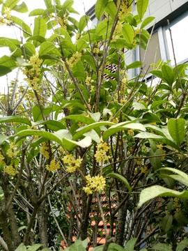 桂花樹(shù)