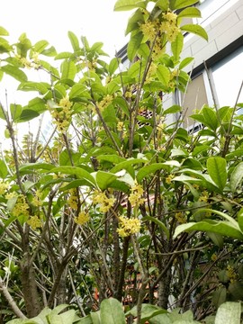 桂花樹