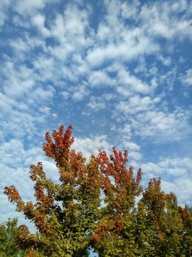 藍(lán)天 白云