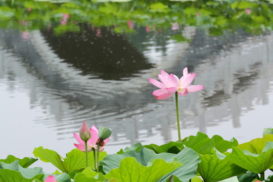 荷花