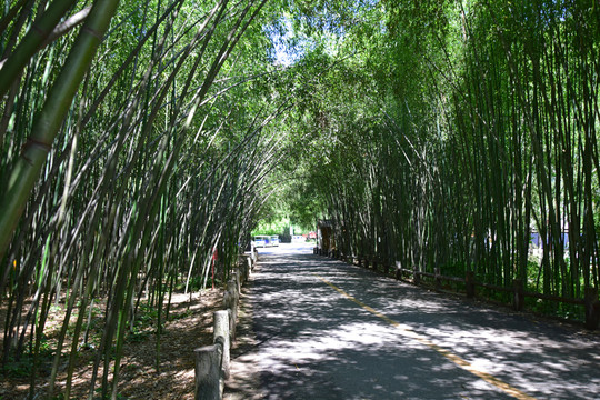 竹林中的綠蔭道路