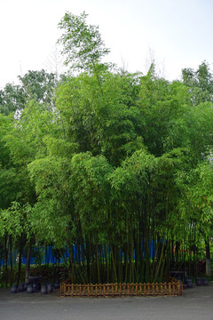 园林中的翠竹种植