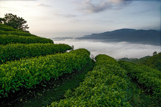 頂峰村光