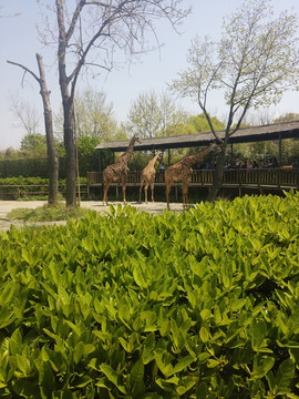 野生動(dòng)物園