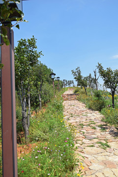山頂公園小路野花景觀