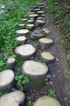 由樹樁組成的林蔭道路