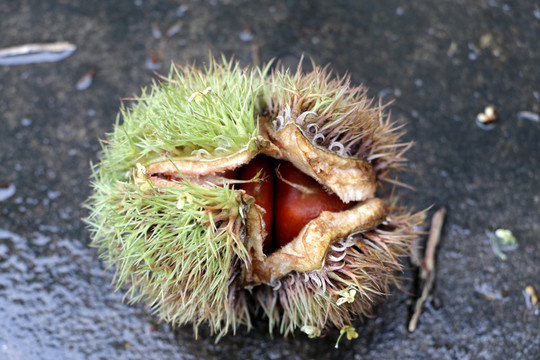 板栗果子