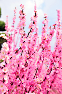 梅花