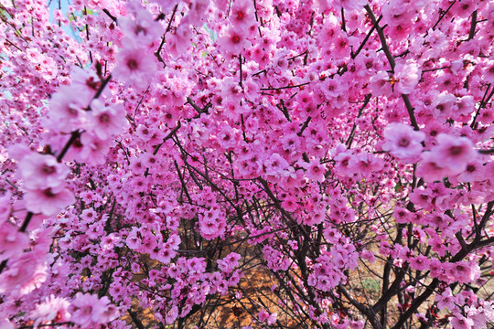 櫻花園