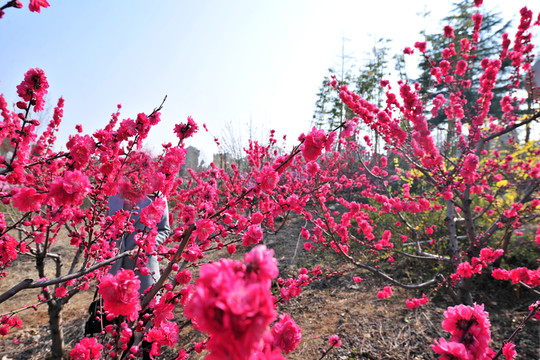 桃花園 紅花