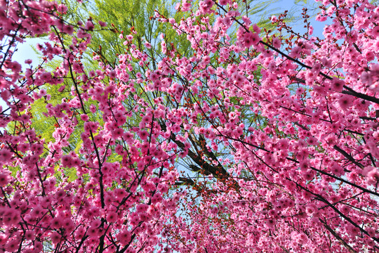 櫻花素材 櫻花園