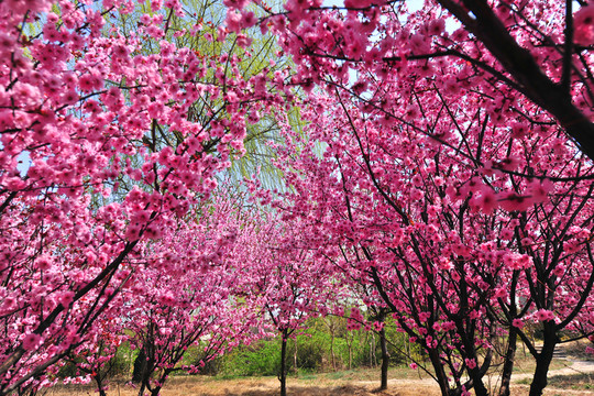 櫻花園