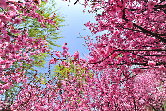 櫻花園  繁花似錦