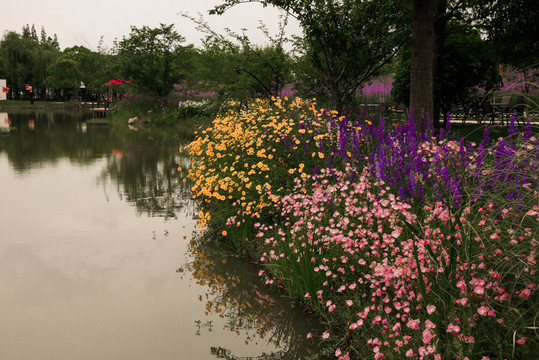 河岸金魚草風(fēng)景