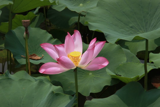 荷花