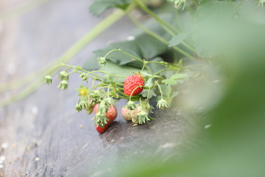 草莓
